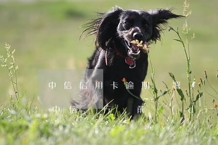 中信信用卡逾期簽署了調(diào)解書(中信銀行訴前調(diào)解通知短信)