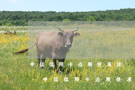 中信信用卡逾期被凍結(jié)解凍方法-中信信用卡逾期被凍結(jié)解凍方法是什么