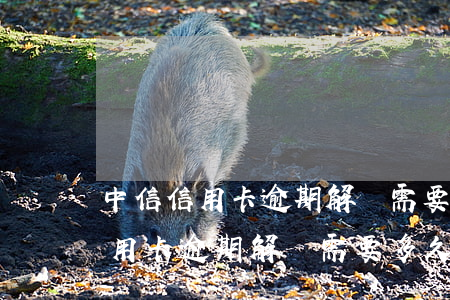 中信信用卡逾期解凍需要多久時間-中信信用卡逾期解凍需要多久時間完成