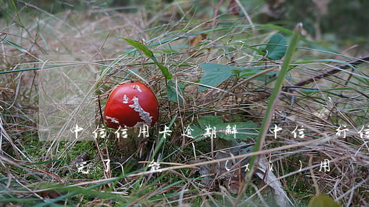 中信信用卡逾期解決(中信銀行信用卡 逾期還完了還能繼續(xù)用嗎)