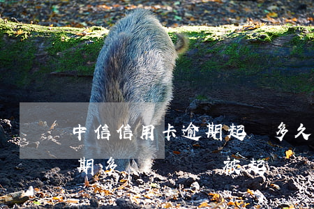 中信信用卡逾期起訴多久(中信銀行信用卡逾期多長時間會被起訴)