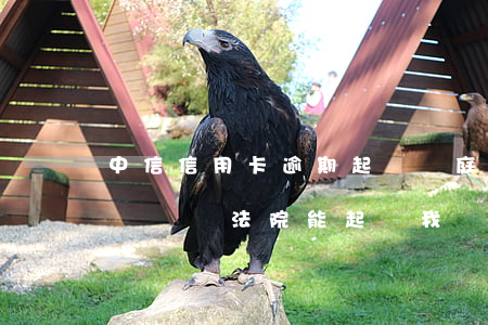 中信信用卡逾期起訴開庭(中信信用卡逾期多長時間法院能起訴我)