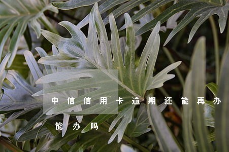 中信信用卡逾期还能再办(有中信信用卡了还能办吗)