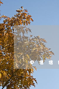 中信信用卡逾期還款多久能再用