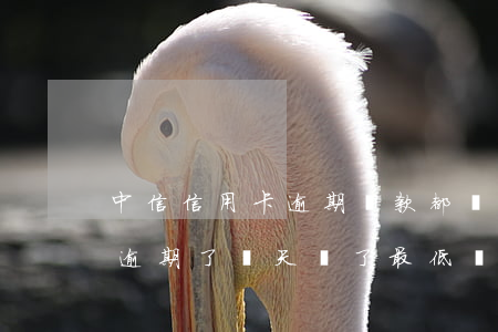 中信信用卡逾期還款都沖抵了利息(中信銀行逾期了兩天還了最低還款會(huì)逾期嗎)