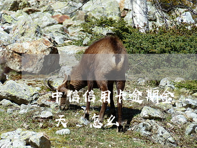 中信信用卡逾期金額較大(中信信用卡逾期兩天會怎么樣?)