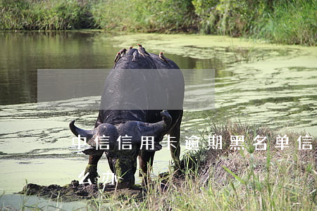 中信信用卡逾期黑名单(信用卡失信黑名单怎么办)
