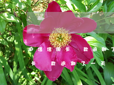 中信信用卡還款逾期了一天怎么辦（中信信用卡還款逾期了一天）