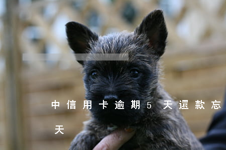中信用卡逾期5天還款(忘記還信用卡逾期5天)