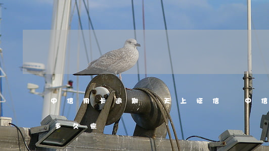 中信用卡逾期幾天上征信嗎（中信信用卡逾期多久恢復）