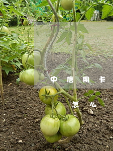 中信用卡逾期還款后果(信用卡逾期了還款失敗怎么辦)