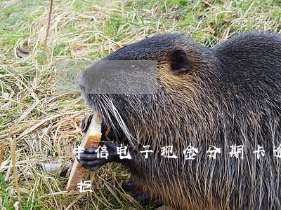 中信电子现金分期卡逾期-中信现金分期被拒