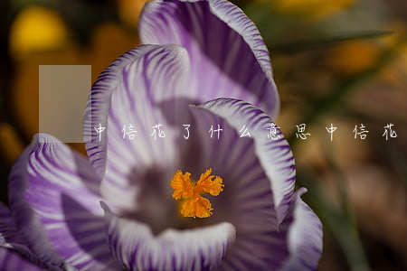 中信花了什么意思（中信花說我逾期）
