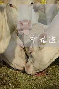 中信逾期了想一次性還清
