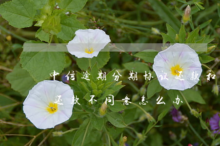 中信逾期分期协议还款(和中信银行协商分期还款不同意怎么办)