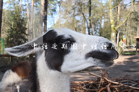 中信逾期图(中信信用卡逾期)