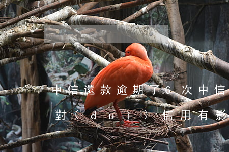 中信還款逾期了6次 中信銀行逾期三天還款對(duì)信用有影響嗎