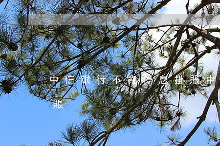 中信銀行不肯停息掛賬(中信銀行不肯停息掛賬)
