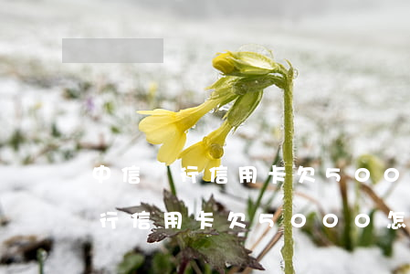 中信銀行信用卡欠5000怎么辦-中信銀行信用卡欠5000怎么辦啊