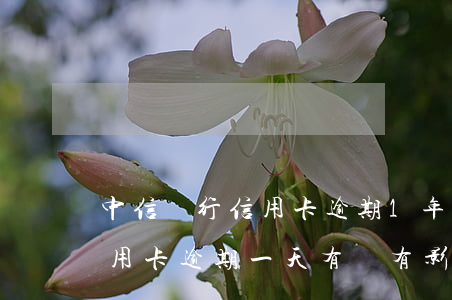 中信銀行信用卡逾期1年怎么辦 中信銀行信用卡逾期一天有沒有影響?