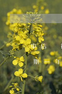 中信銀行信用卡逾期一年(中信銀行信用卡逾期一年了還不上怎么辦?)