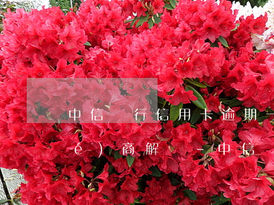 中信銀行信用卡逾期一年多了怎么協(xié)商解決-中信銀行信用卡逾期一年多了怎么協(xié)商解決呢