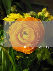 中信銀行信用卡逾期八個(gè)月