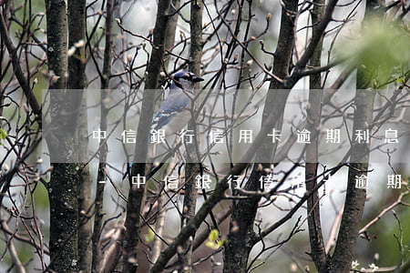 中信銀行信用卡逾期利息計(jì)算方法-中信銀行信用卡逾期利息計(jì)算方法公式