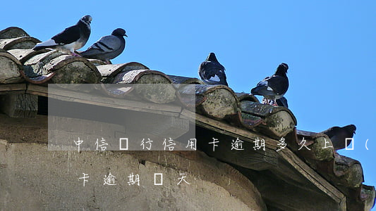 中信銀行信用卡逾期多久上報(bào)(信卡逾期幾天)