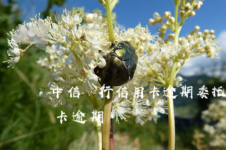 中信銀行信用卡逾期委托第三方-中信信用卡 逾期