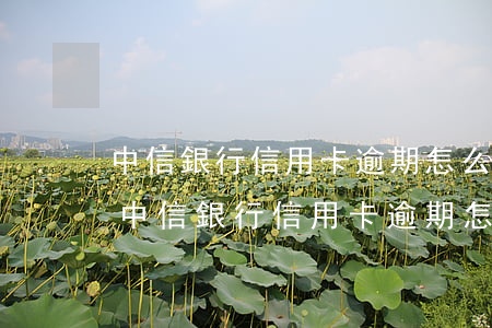 中信銀行信用卡逾期怎么恢復(fù)額度(中信銀行信用卡逾期怎么恢復(fù)額度的)