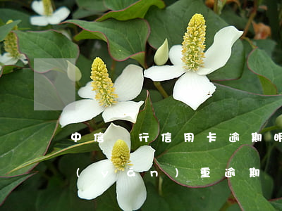 中信銀行信用卡逾期明天上門-中信銀行嚴(yán)重逾期發(fā)信息說的上門催收