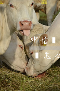 中信銀行信用卡逾期被起訴結(jié)果會怎么樣-中信銀行信用卡逾期被起訴結(jié)果會怎么樣