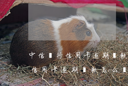 中信銀行信用卡逾期還款怎么辦-中信銀行信用卡逾期還款怎么辦理
