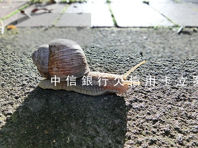 中信銀行欠信用卡立案后還清嗎-