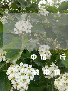 中信銀行沒有逾期說協(xié)商還款-被中信銀行起訴了再跟銀行協(xié)商還款有用嗎