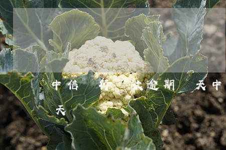 中信銀行貸款逾期兩天(中信銀行貸款逾期兩天)