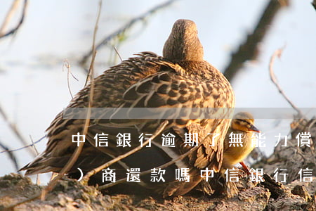 中信銀行逾期了無能力償還可以協(xié)商還款嗎（中信銀行信用卡逾期可以協(xié)商還嗎）