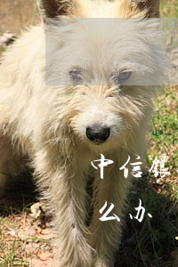 中信银行信用卡还不起(还不上中信信用卡怎么办)