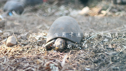 中信银行信用卡逾期几年会有反应-中信银行信用卡逾期几年会有反应吗