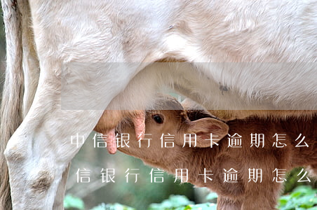 中信银行信用卡逾期怎么协商分期还款-中信银行信用卡逾期怎么协商分期还款的