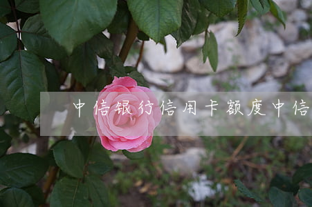 中信银行信用卡额度(中信银行信用卡额度)