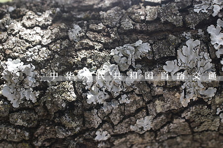 中华人民共和国道路交通安全法实施条例