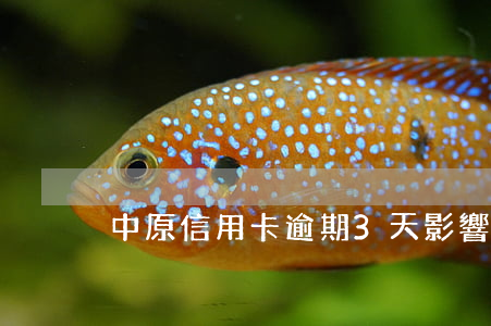 中原信用卡逾期3天影響大不