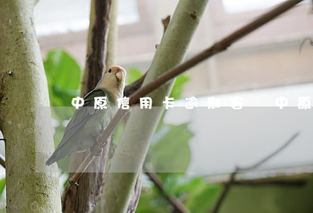 中原信用卡逾期客戶 中原信用卡逾期客戶多嗎