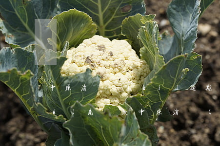 中原消費(fèi)逾期幾天怎么協(xié)商還款(中原消費(fèi)可以逾期幾天怎么辦)