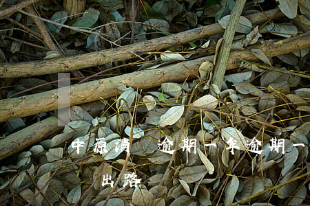 中原消費逾期一年，逾期一年：中原消費的困境與出路
