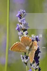 中原消费金融逾期起诉的多吗(中原消费金融逾期一个月会不会被强制)
