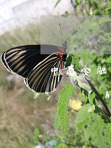中原金融逾期會(huì)怎樣(中原金融不還會(huì)怎么樣)