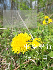 中原银行信用卡逾期能只还本金吗-中原银行信用卡逾期能只还本金吗